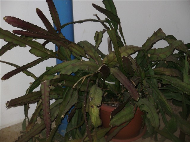 epifilum